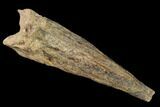 Fossil Xiphactinus (Cretaceous Fish) Tail Spine - Kansas #142489-1